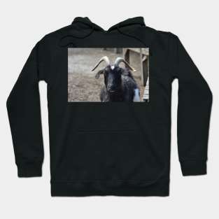 Goat Hoodie